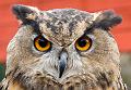 (F) European Eagle Owl